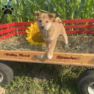 Sunflower, Shiba Inu Mix Puppy
