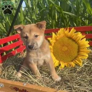 Sunflower, Shiba Inu Mix Puppy