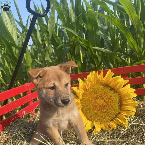 Sunflower, Shiba Inu Mix Puppy