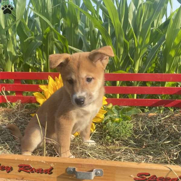 Sedum, Shiba Inu Mix Puppy