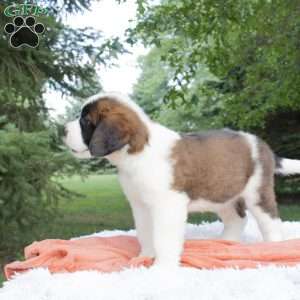 Shadow, Saint Bernard Puppy