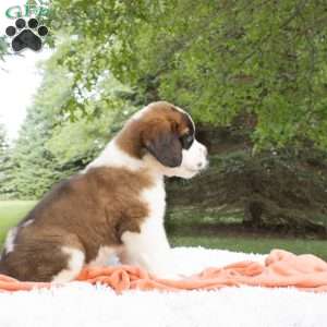 Shadow, Saint Bernard Puppy