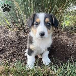 Tiny, Welsh Corgi Mix Puppy