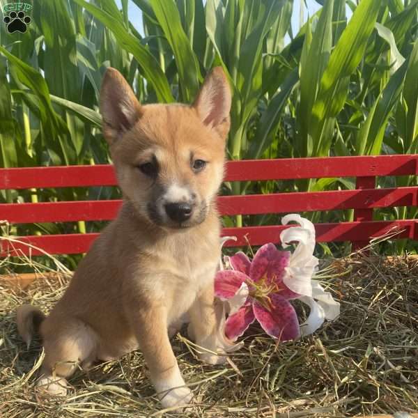 Lily, Shiba Inu Mix Puppy