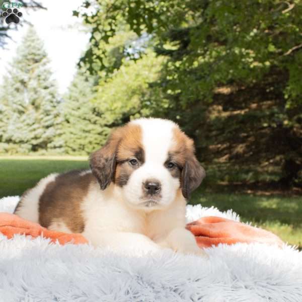 Forest, Saint Bernard Puppy