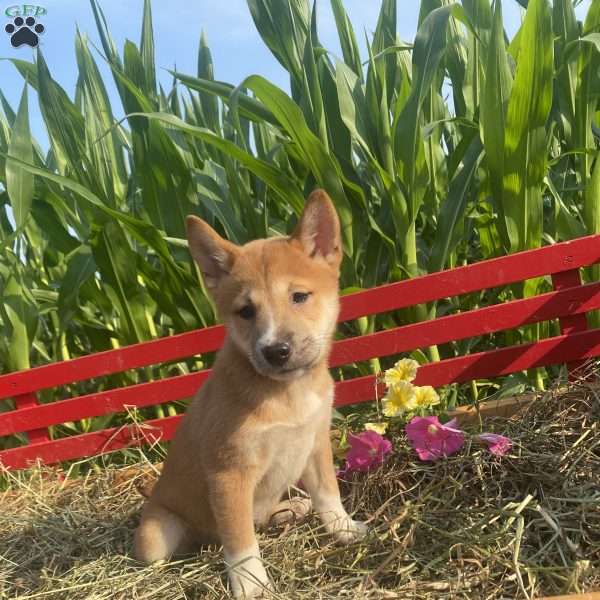 Petunia, Shiba Inu Mix Puppy