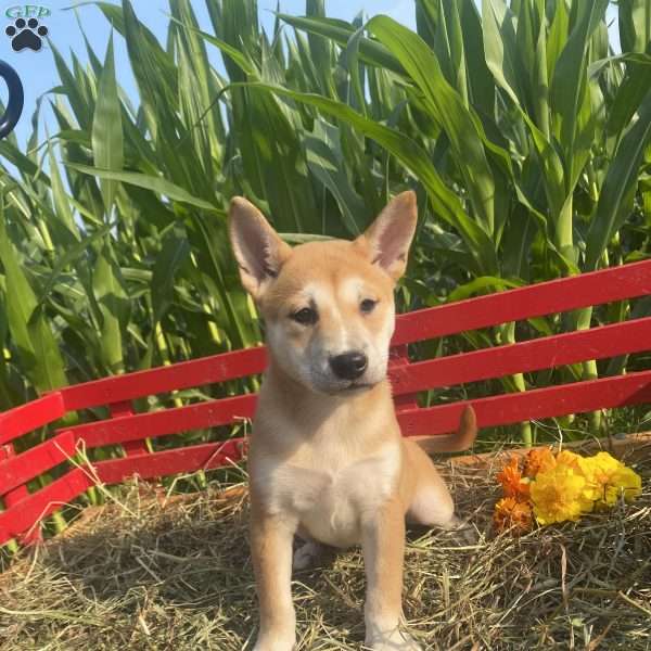 Marigold, Shiba Inu Mix Puppy