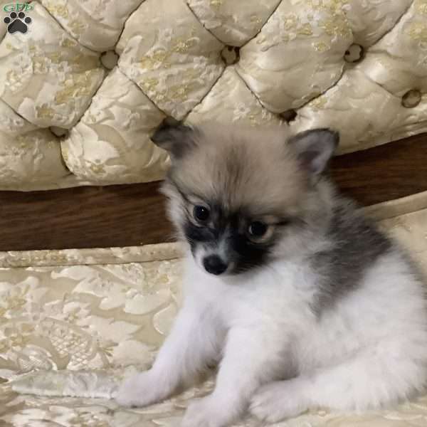 Richy, Pomeranian Puppy