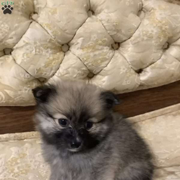 Ray, Pomeranian Puppy