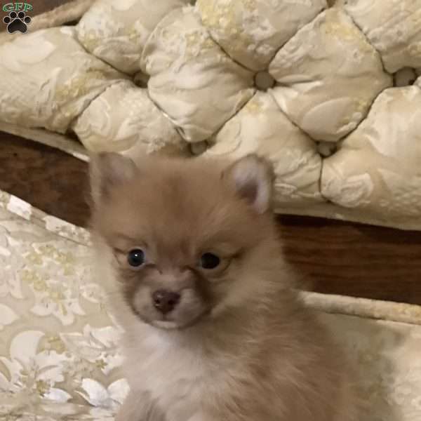 Regina, Pomeranian Puppy