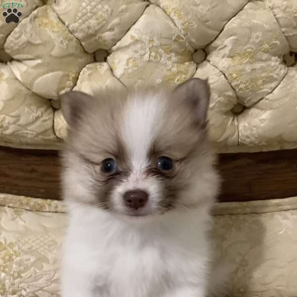Rick, Pomeranian Puppy