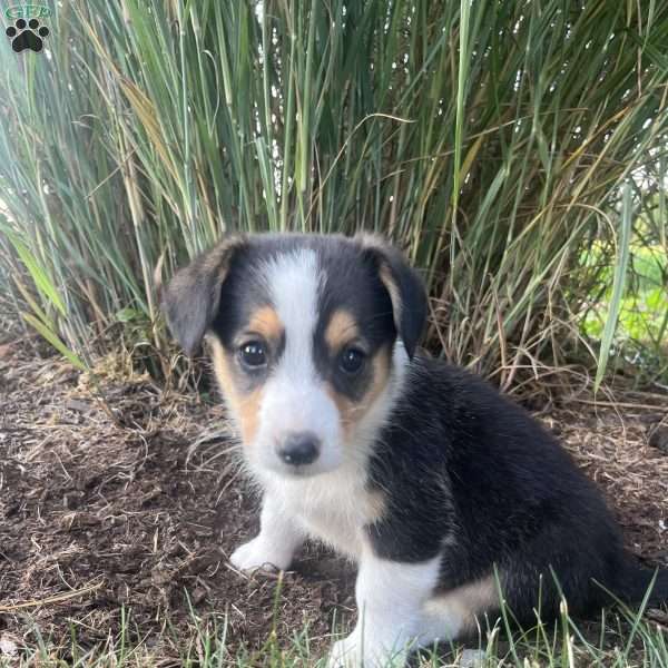 Tiny, Welsh Corgi Mix Puppy