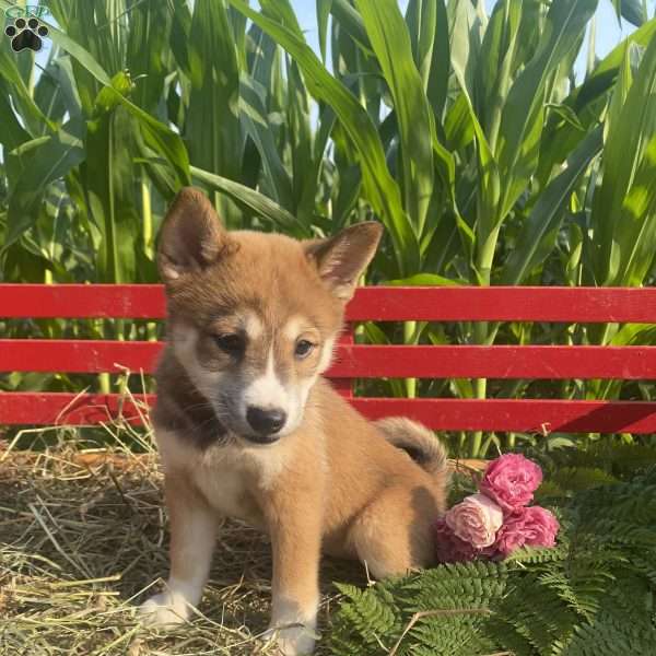 Lisianthus, Shiba Inu Mix Puppy