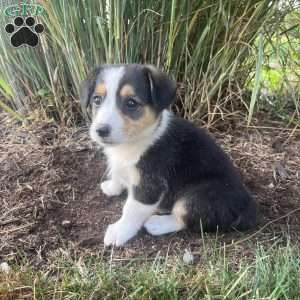 Tiny, Welsh Corgi Mix Puppy