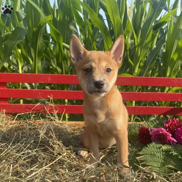 Dahlia, Shiba Inu Mix Puppy