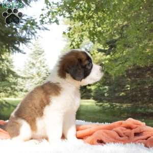 Cypress, Saint Bernard Puppy