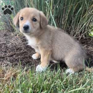 Taffy, Welsh Corgi Mix Puppy