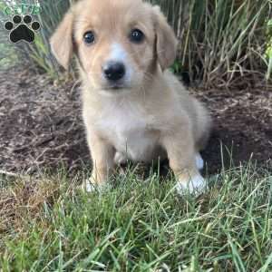 Taffy, Welsh Corgi Mix Puppy