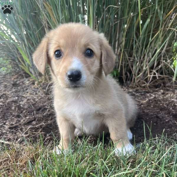 Taffy, Welsh Corgi Mix Puppy
