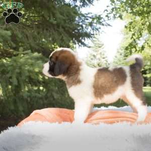 Cypress, Saint Bernard Puppy