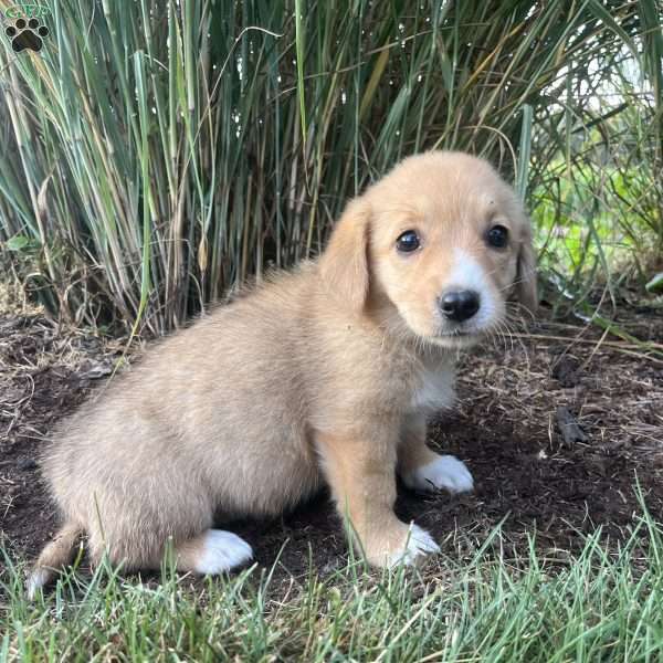 Taffy, Welsh Corgi Mix Puppy