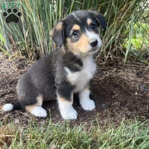 Twila, Welsh Corgi Mix Puppy