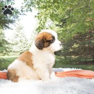 Timber, Saint Bernard Puppy