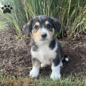 Twila, Welsh Corgi Mix Puppy