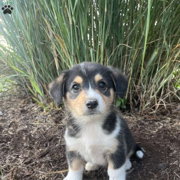 Twila, Welsh Corgi Mix Puppy