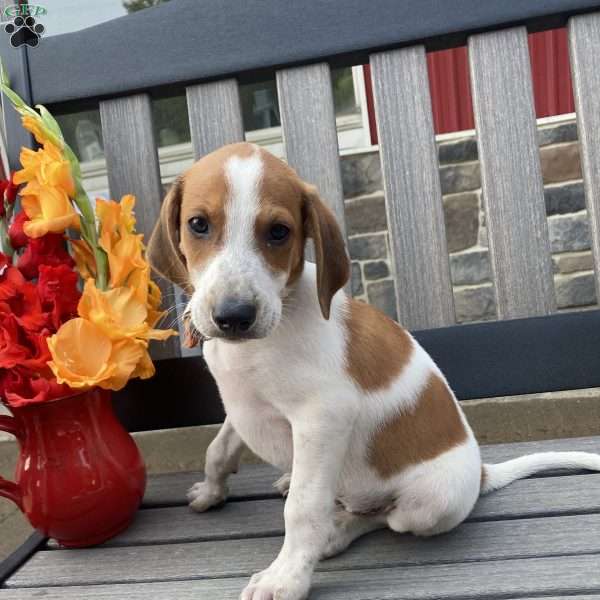 Bouncy Ben, Collie Mix Puppy