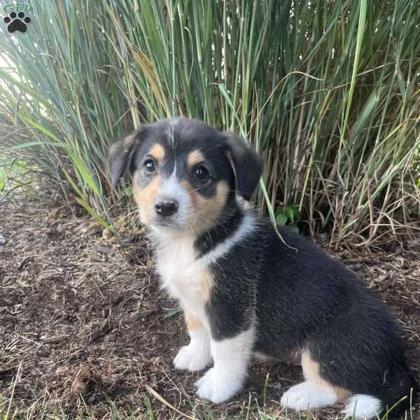 Twila, Welsh Corgi Mix Puppy