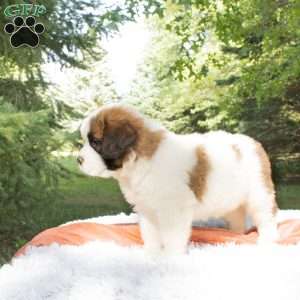 Timber, Saint Bernard Puppy