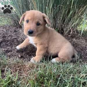 Tank, Welsh Corgi Mix Puppy