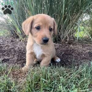 Tank, Welsh Corgi Mix Puppy