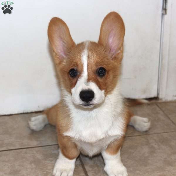 Juno, Pembroke Welsh Corgi Puppy