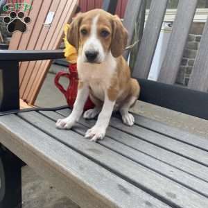 Energetic Eddie, Collie Mix Puppy