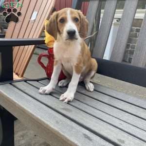 Energetic Eddie, Collie Mix Puppy