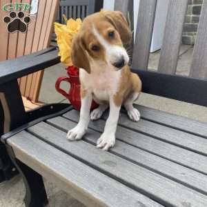 Energetic Eddie, Collie Mix Puppy
