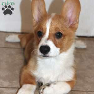 Juno, Pembroke Welsh Corgi Puppy