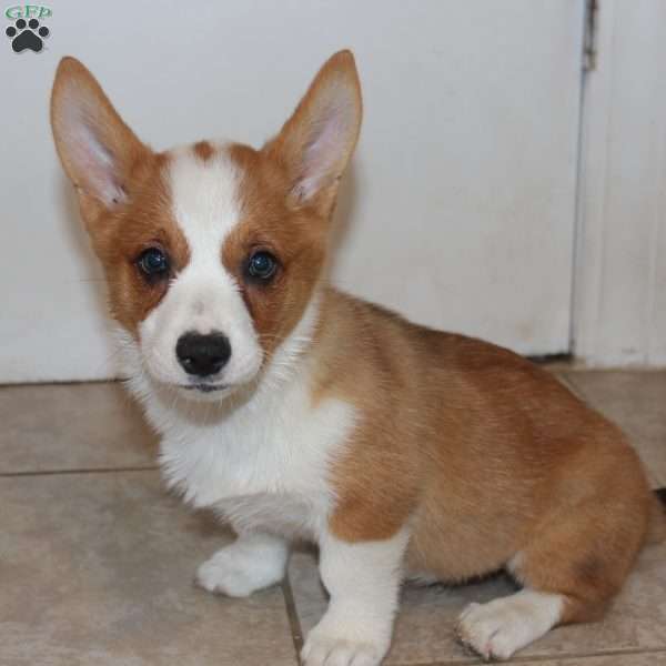 D.Va, Pembroke Welsh Corgi Puppy