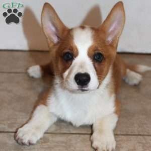 D.Va, Pembroke Welsh Corgi Puppy