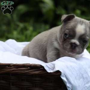Mouse, French Bulldog Puppy