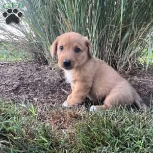 Tank, Welsh Corgi Mix Puppy