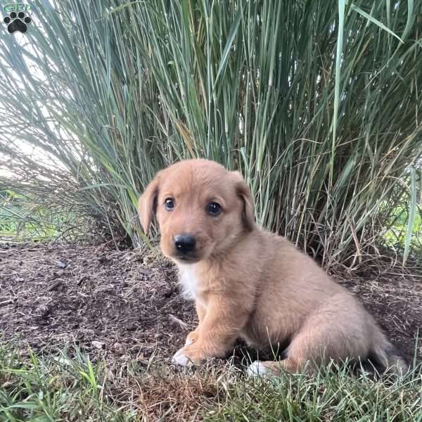 Tank, Welsh Corgi Mix Puppy