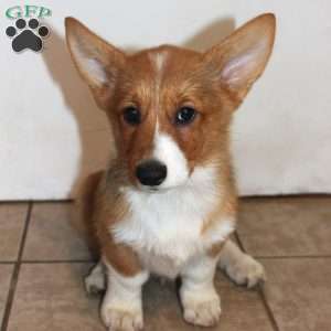 Rumi, Pembroke Welsh Corgi Puppy