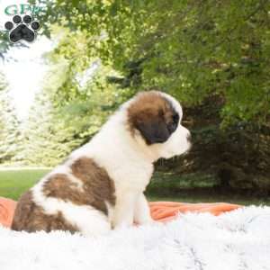 Ridge, Saint Bernard Puppy