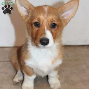 Rumi, Pembroke Welsh Corgi Puppy