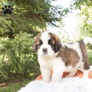 Ridge, Saint Bernard Puppy