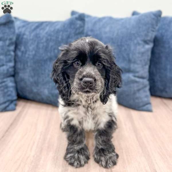 Nicki, Cocker Spaniel Puppy
