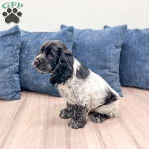 Nicki, Cocker Spaniel Puppy